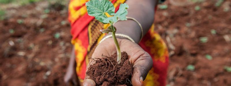 photographer Georgina Smith/CIAT photographer Georgina Smith/CIAT
