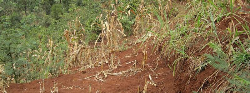 Poorly managed rice field