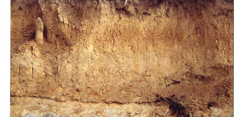Soil of a riverbank in the Netherlands Soil of a riverbank in the Netherlands