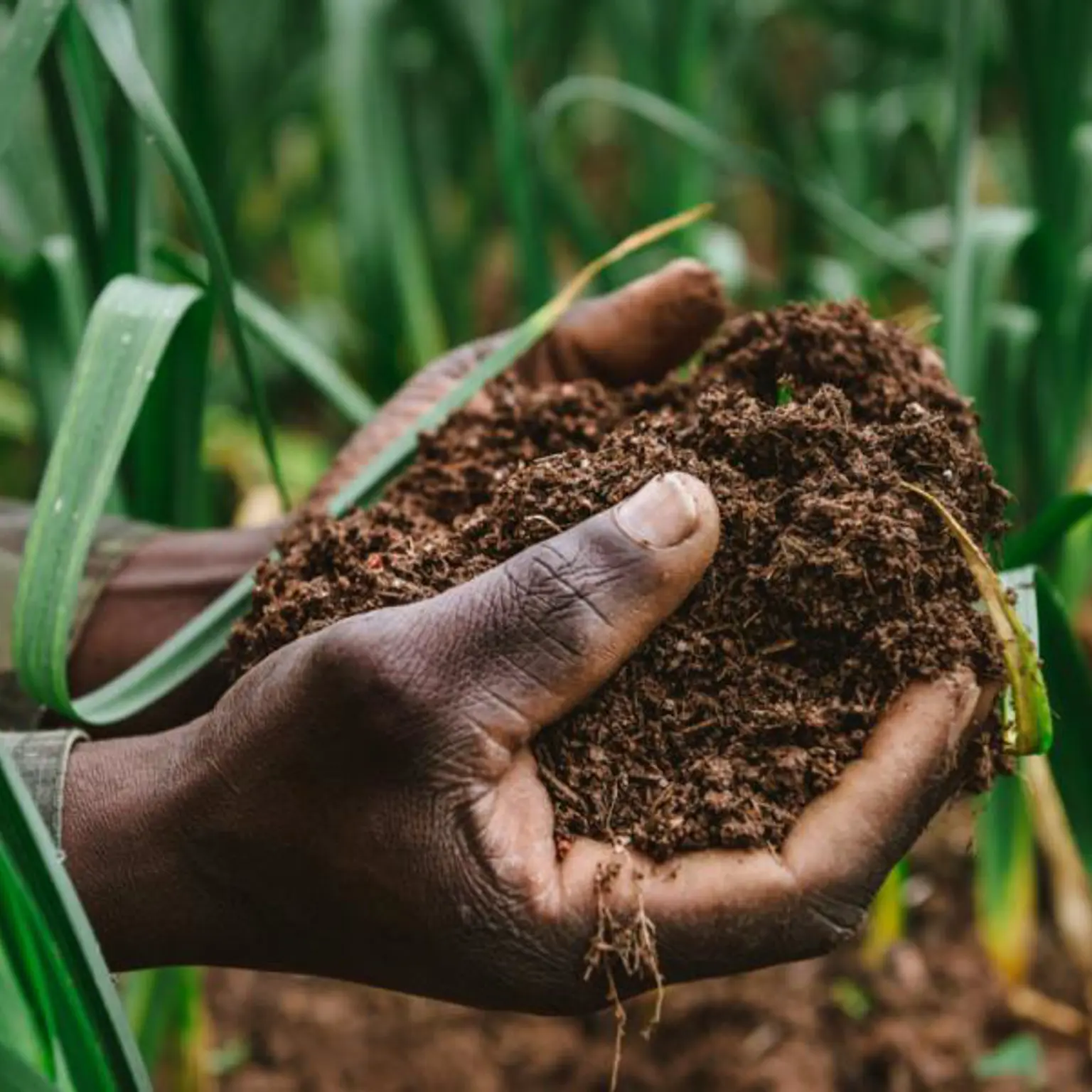 History, achievements and the global impact of the Soil Science Society of Nigeria