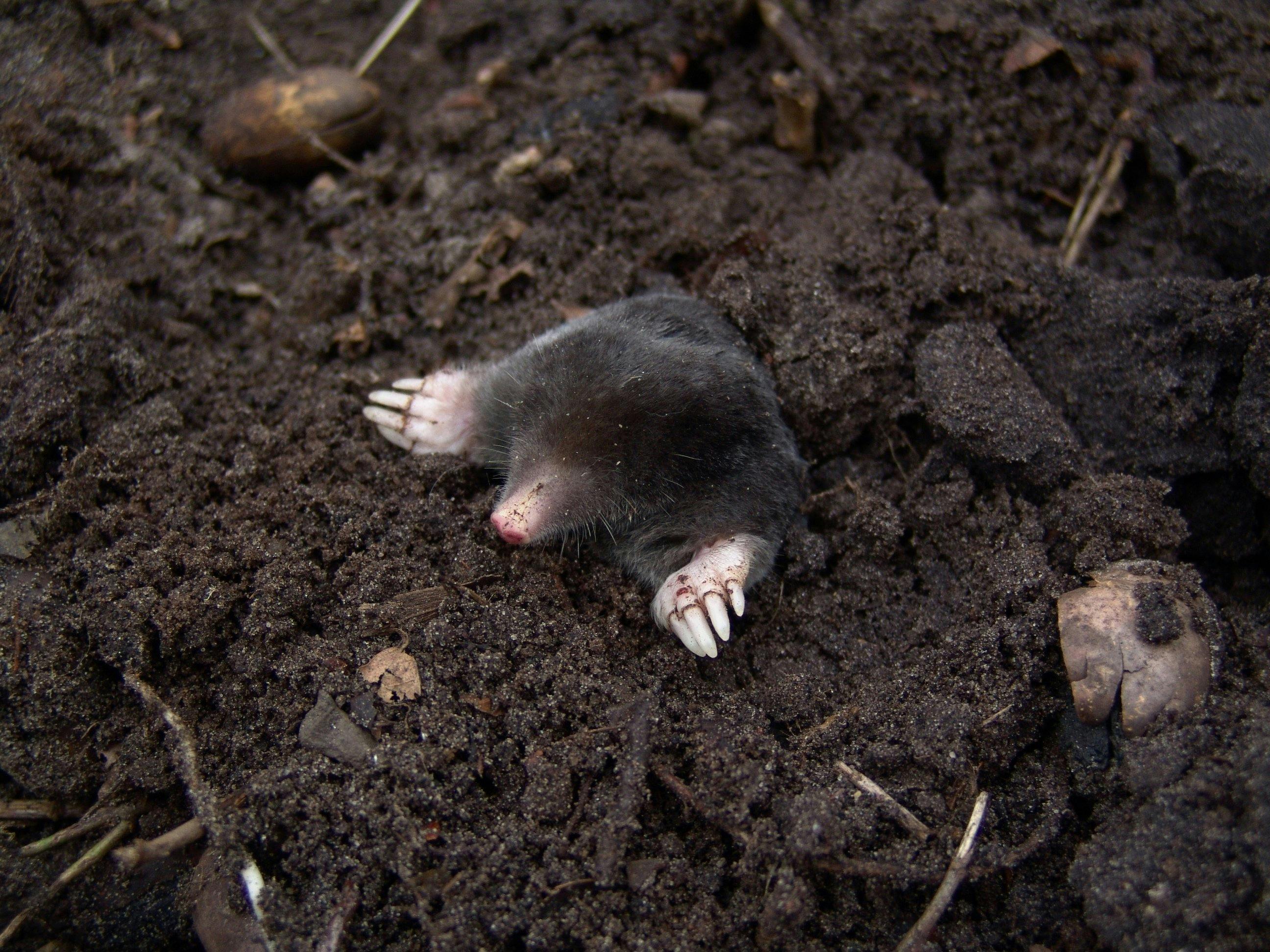 Mole in the ground