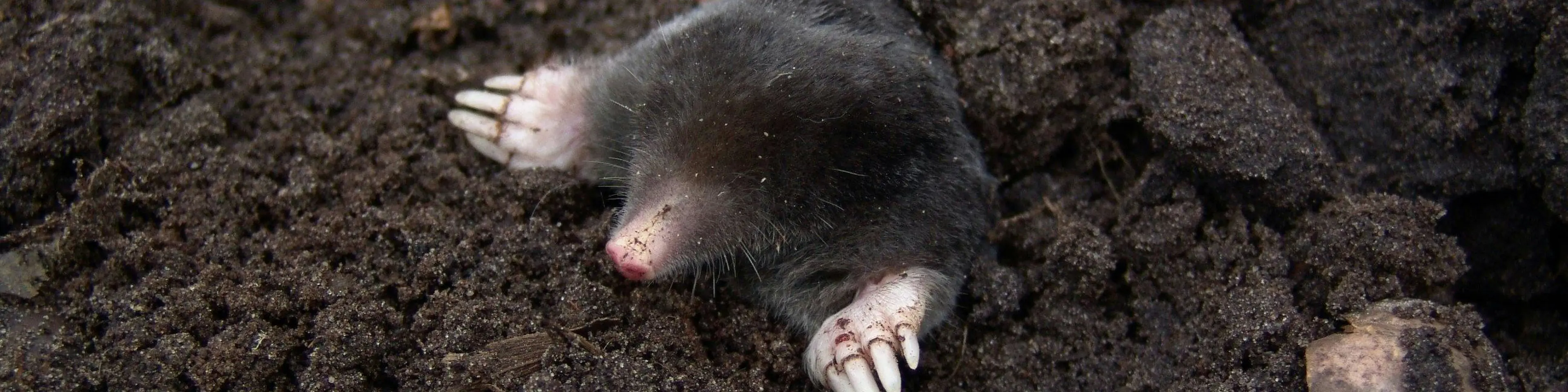 Mole in the ground