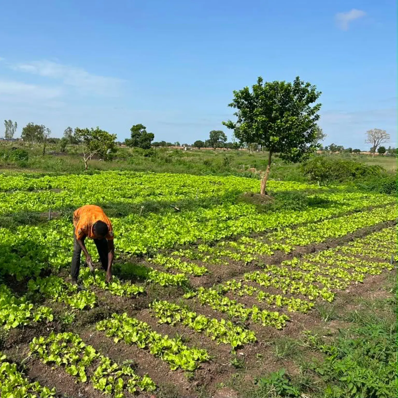 AbbeLabs and ISRIC join forces to accelerate agricultural transformation and sustainable soil management in Africa