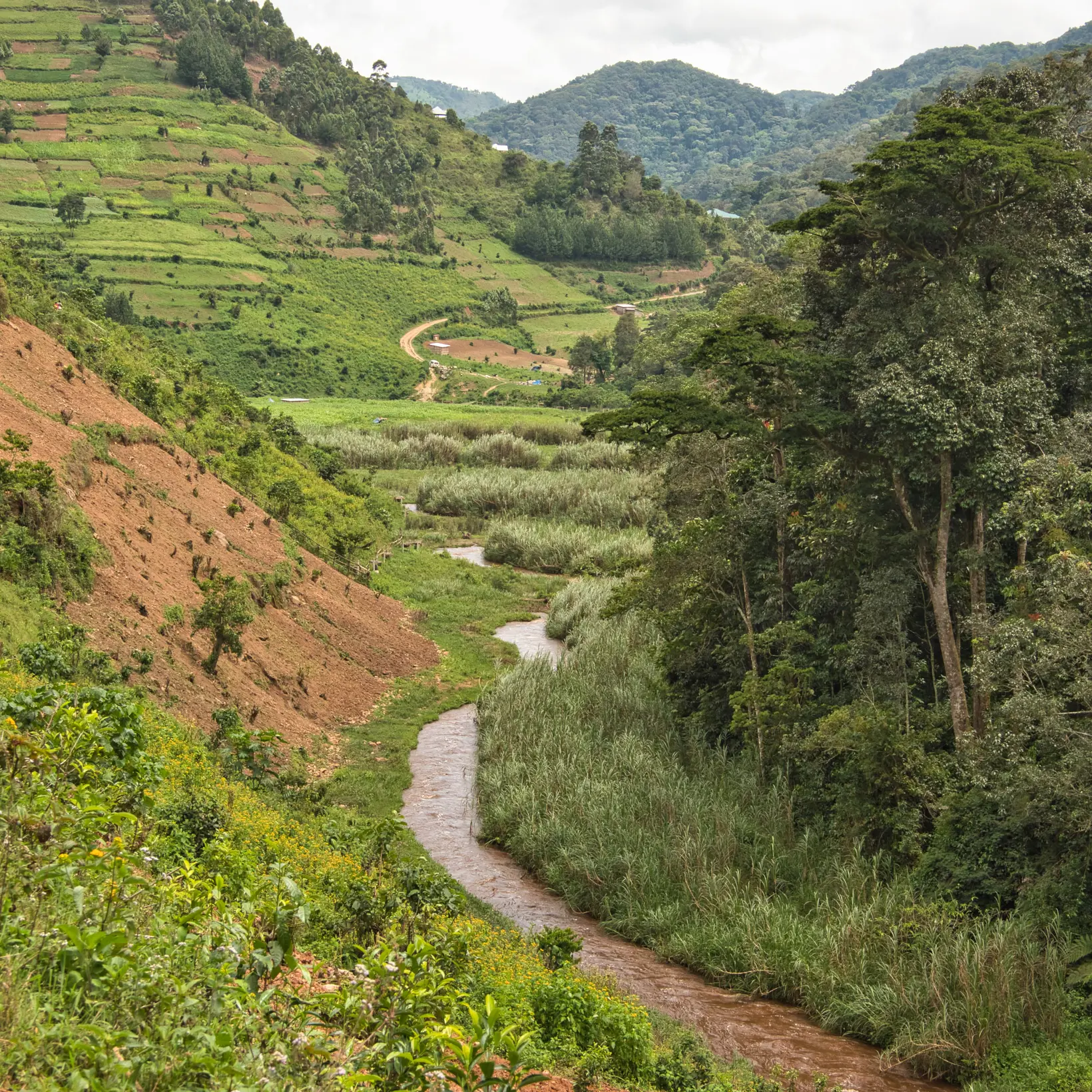 Bwindi Impenetrable Forest National Park in Uganda.